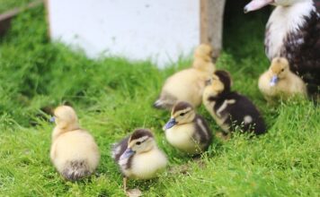 Czy są jednodniowe winiety?