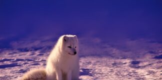 Czy w Norwegii jest gotówką?