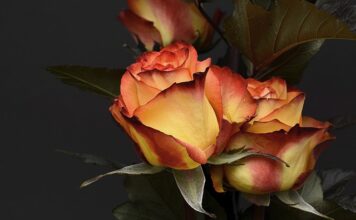 Ile w Danii za urodzenie dziecka?