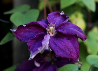 Czego zazdroszczą nam obcokrajowcy?