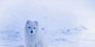 Z czego żyje Islandia?
