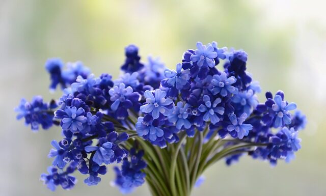 Ile moszczu z 1 kg winogron?