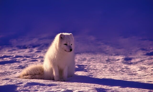 Czy w Norwegii można pić?