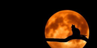 Czy w Danii obchodzi się Halloween?
